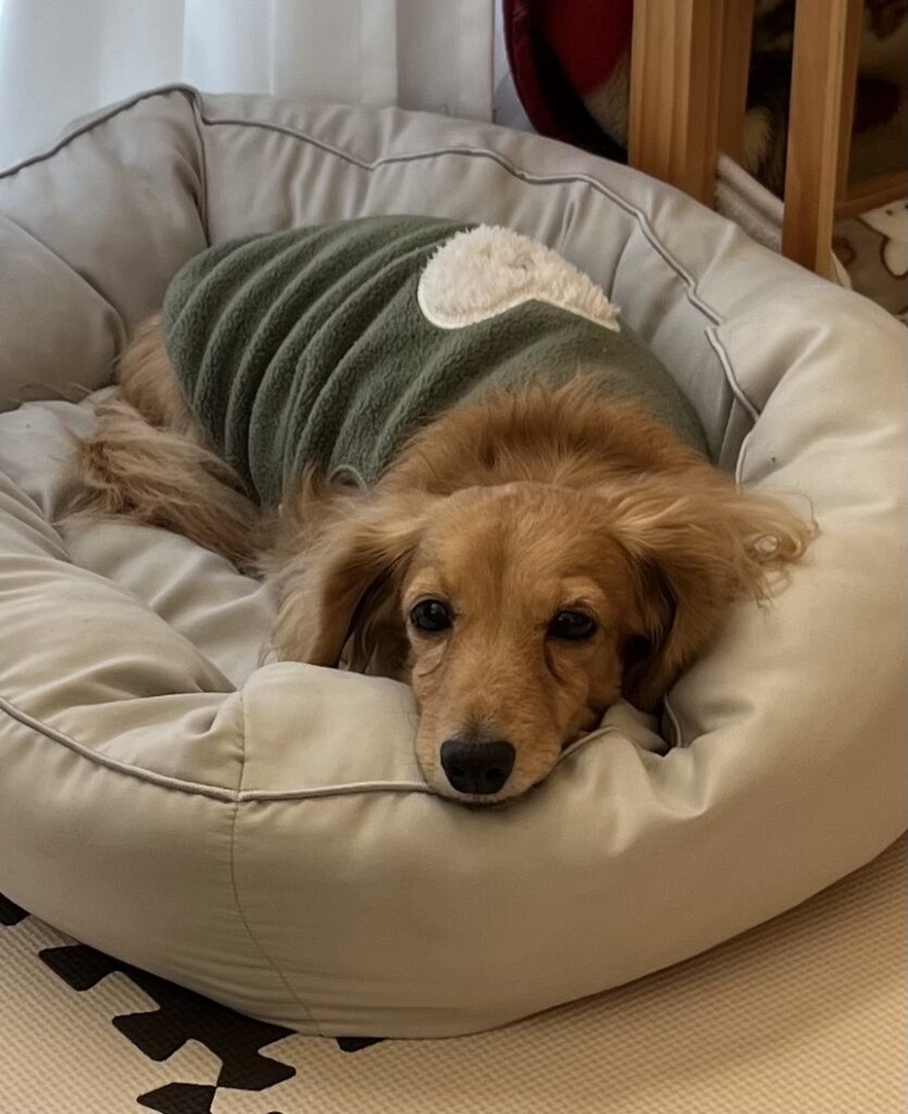 おつかれ候補①ベッドでまったりしてるひなの🐶