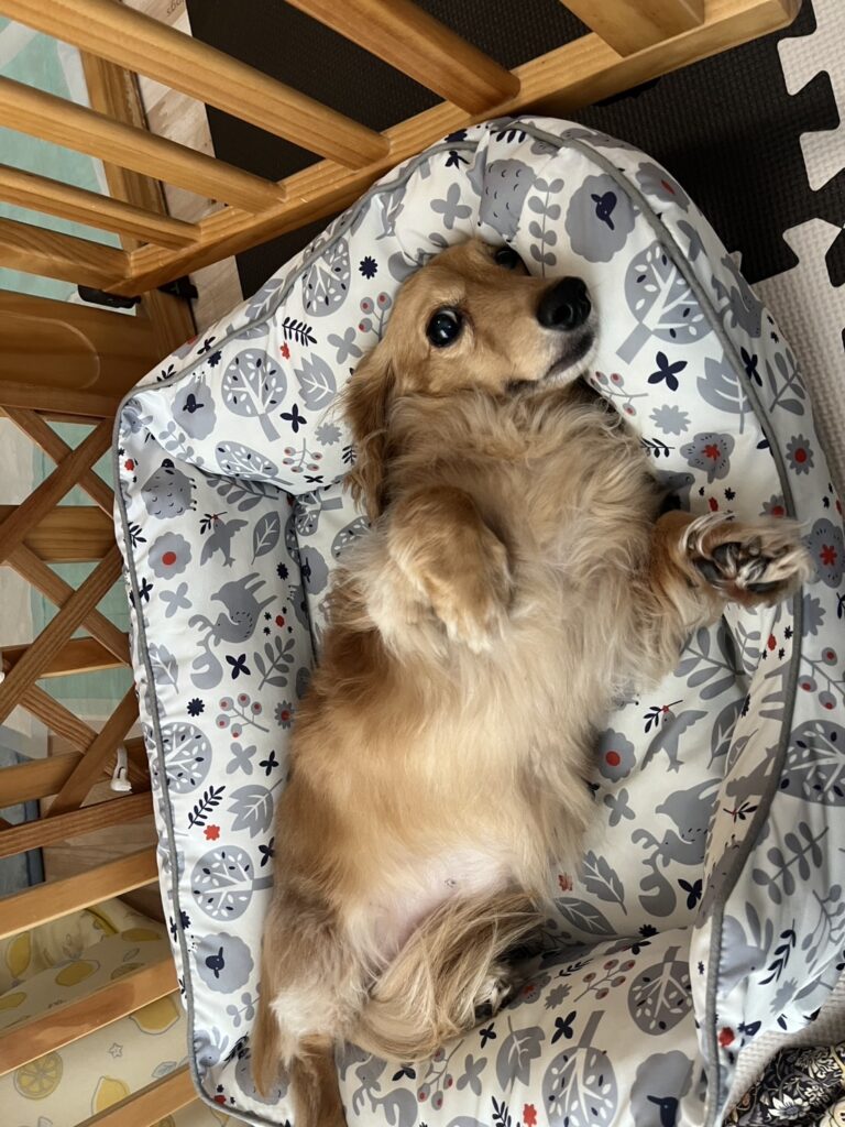 おつかれ候補②ベッドでごろ寝のひなの🐶 