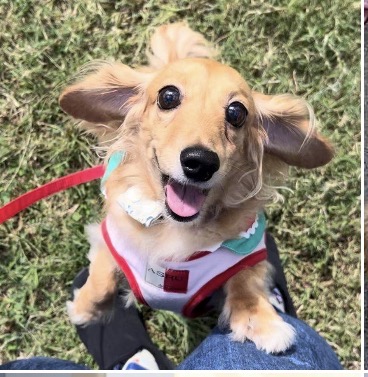 いつもの散歩写真が→スタンプになりました！🐶