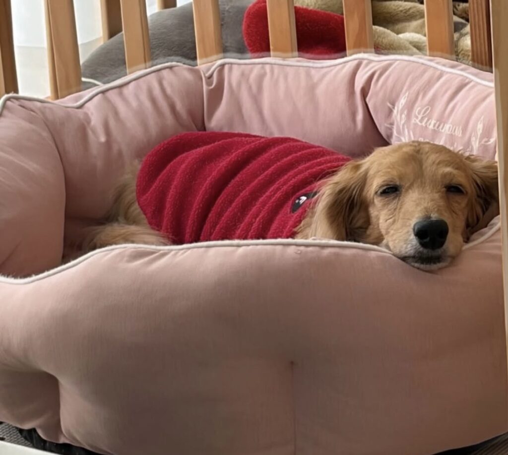 おつかれ候補③完全におねんねしてるひなの🐶どの写真も可愛くて選べません…😅（親バカ）