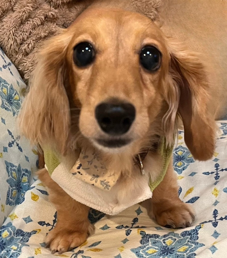 元保護犬の愛犬ひなの🐶💕
