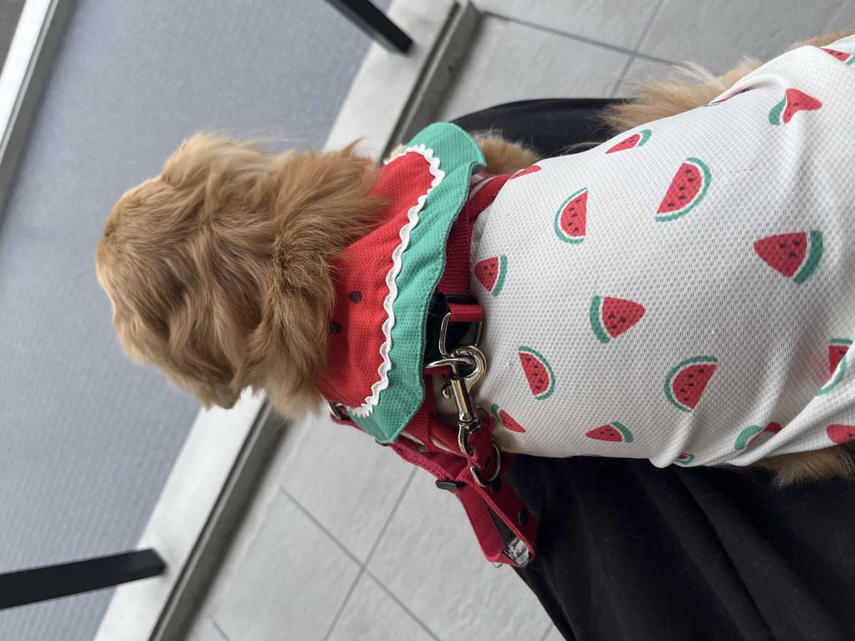 動物病院の前で、すいか柄の服を着て順番を待っているミニチュアダックスの後ろ姿