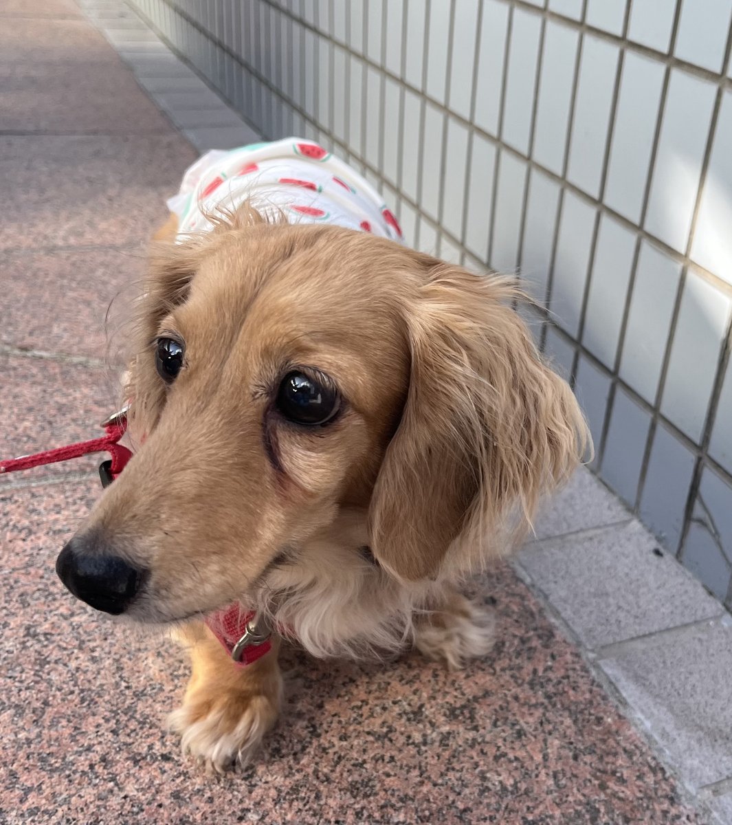 すいか柄の服を着て、駅のそばを散歩しながらこちらを見上げるクリーム色のミニチュアダックス