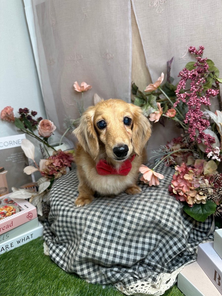 赤い蝶ネクタイをつけて、お花に囲まれた撮影セットで記念撮影されたミニチュアダックス